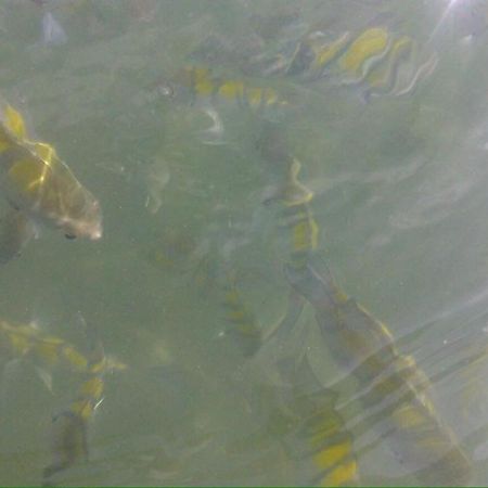 Chale Cantinho Albamar Ubatuba Ngoại thất bức ảnh